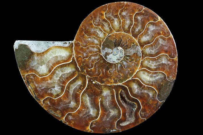 Agatized Ammonite Fossil (Half) - Madagascar #83844